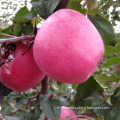 big size apples red qinguan apple price China red qinguan apples